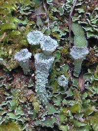 Cladonia fimbriata image