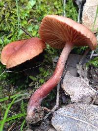 Lactarius rubidus image