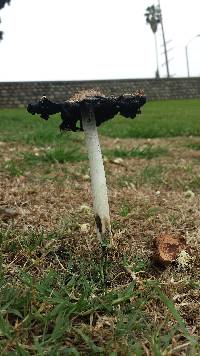 Coprinus comatus image