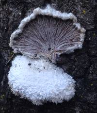 Schizophyllum commune image