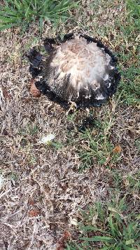 Coprinus comatus image