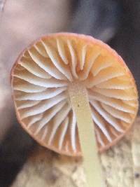 Mycena acicula image