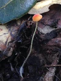 Mycena acicula image