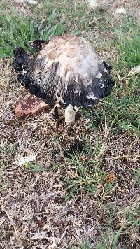 Coprinus comatus image