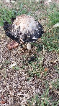 Coprinus comatus image