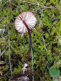 Marasmius plicatulus image