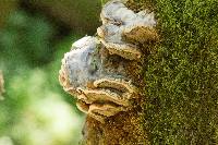 Trametes versicolor image