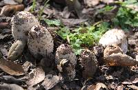 Coprinus comatus image