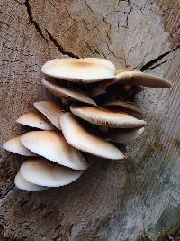 Agrocybe parasitica image