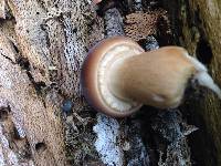 Agrocybe parasitica image