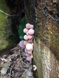 Agrocybe parasitica image