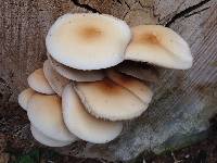 Agrocybe parasitica image