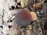 Agrocybe parasitica image