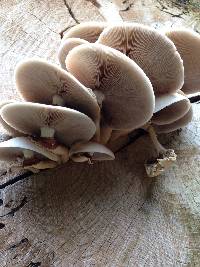 Agrocybe parasitica image