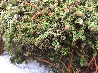 Cladonia squamosa image