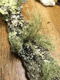 Usnea mutabilis image