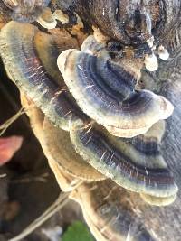 Trametes versicolor image