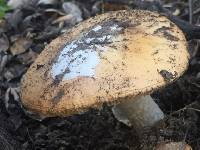 Amanita velosa image