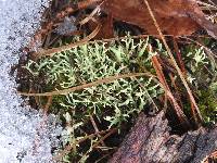 Image of Cladonia uncialis