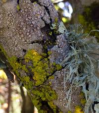 Ramalina leptocarpha image