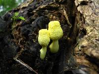 Leucocoprinus birnbaumii image