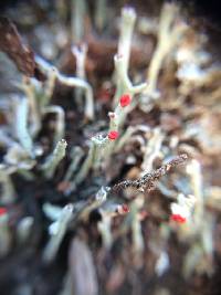 Cladonia macilenta image