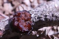 Tremella foliacea image