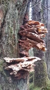 Laetiporus conifericola image