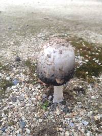 Coprinus comatus image