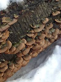 Trametes versicolor image