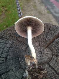 Psathyrella candolleana image