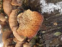 Trametes versicolor image