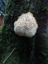 Hericium coralloides image