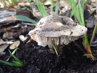 Tricholoma terreum image