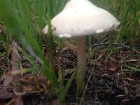 Psathyrella candolleana image