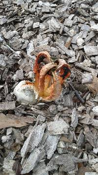 Clathrus columnatus image