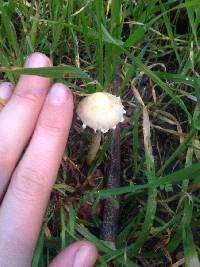 Psathyrella candolleana image