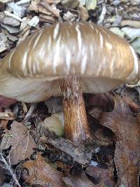 Pluteus cervinus image