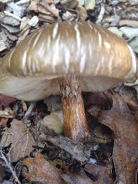 Pluteus cervinus image