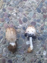 Coprinus comatus image