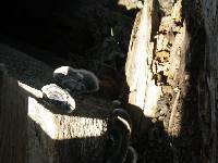 Trametes versicolor image