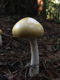 Stropharia ambigua image