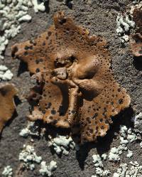 Umbilicaria phaea image
