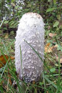 Coprinus comatus image