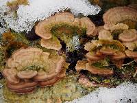 Trametes versicolor image