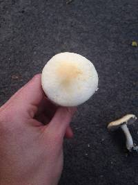 Agrocybe praecox image