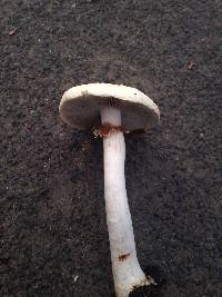 Agrocybe praecox image