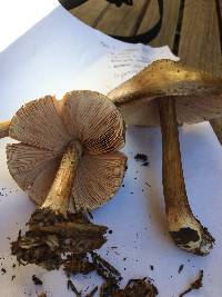 Pluteus cervinus image