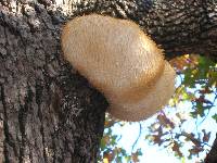 Hericium erinaceus image