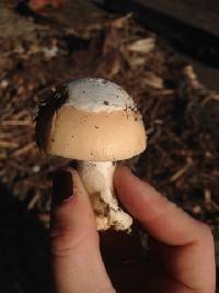 Amanita velosa image